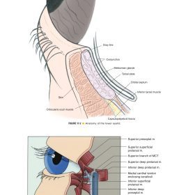 Local Flaps in Facial Reconstruction (Part 2): Atlas Toàn Diện Về Các Vạt Da Vùng Mặt – Shan R. Baker